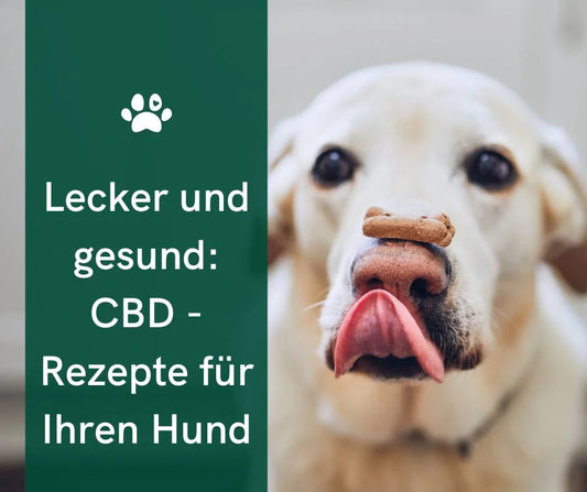 Omega-Power: Leinsamen-CBD Kekse für Hunde