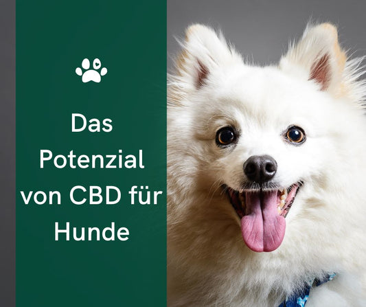 Mögliche Nebenwirkungen von CBD bei Hunden: Was Sie wissen sollten