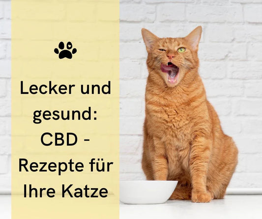 Hühnchen-Herzen mit CBD für Katzen: Ein wahrer Genuss