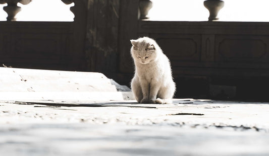 Eine Katze schaut auf den Boden.