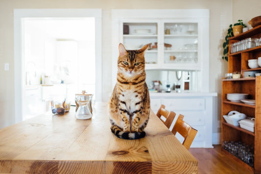 Auf einem Holztisch sitzt eine Katze.