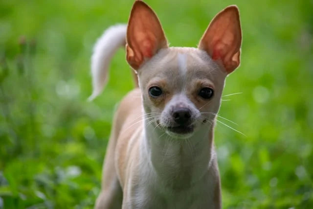 CBD Öl Dosierung für Chihuahuas: Erfahrungsberichte von Hundebesitzern