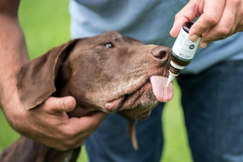 Ein Hund wird mit CBD Öl für Hunde gefüttert.