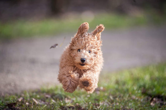 Ein brauner Hund rennt über eine Wiese.