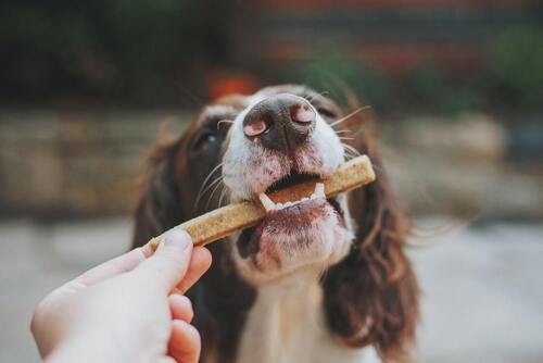 Ein Hund beißt auf einen stock.