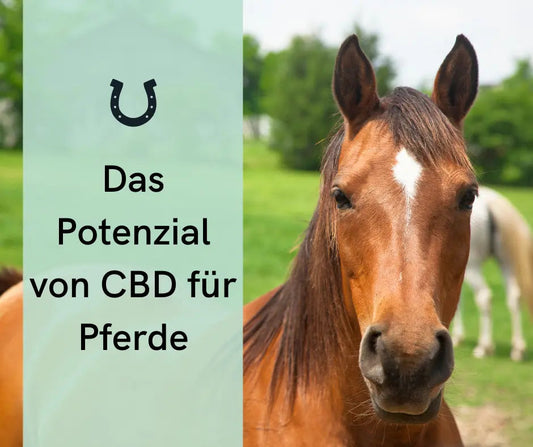 Anwendung von CBD-Öl bei Pferden: Dosierung, Vorteile und Tipps