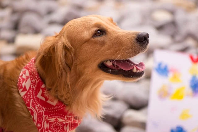 CBD Öl Dosierung für Golden Retriever: Erfahrungen und Bewertungen von Hundebesitzern