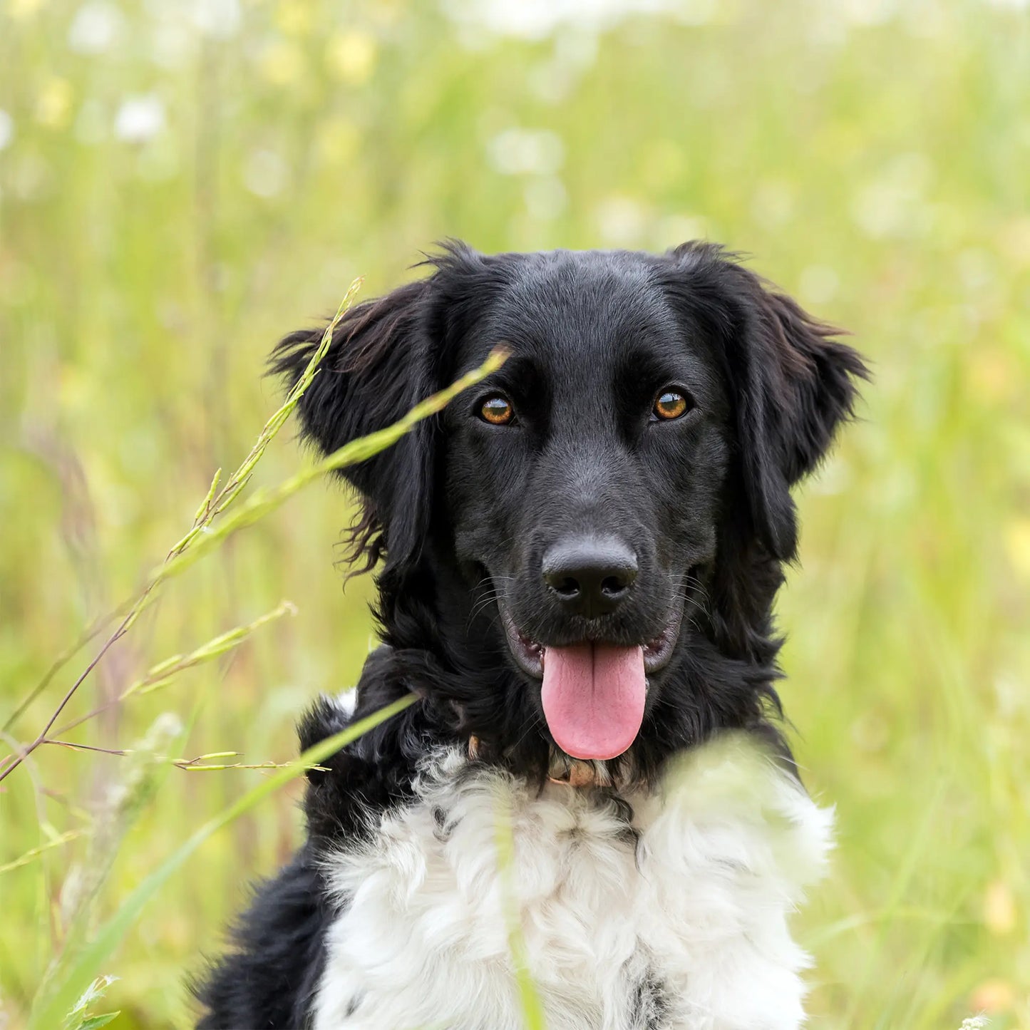 CBD Öl für Hunde - Rind (4%)