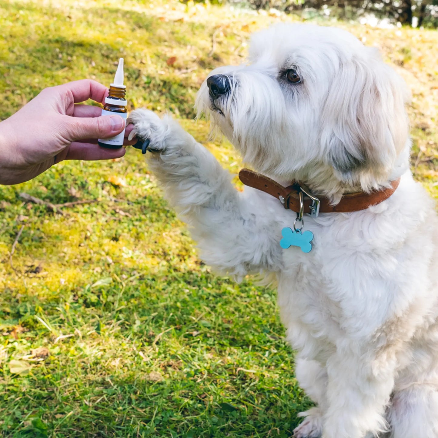 CBD Öl für Hunde - Rind (4%)